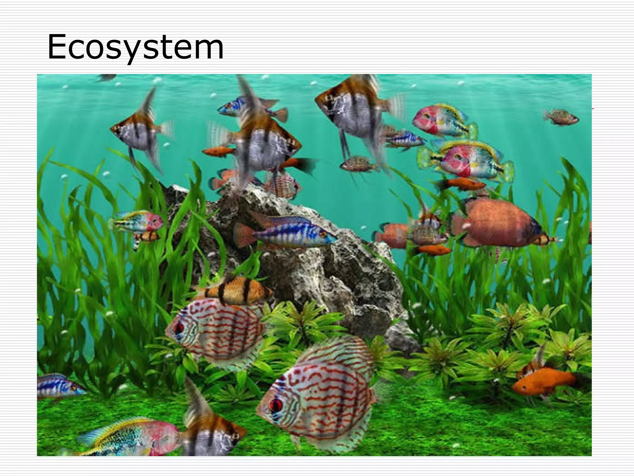 Ecosystem 
