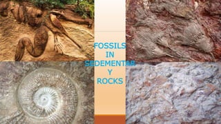 FOSSILS
IN
SEDEMENTAR
Y
ROCKS
 