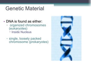 Genetic Material DNA is found as either: organized chromosomes (eukaryotes) Inside Nucleus single, loosely packed chromosome (prokaryotes) 