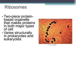 Ribosomes Two-piece protein-based organelle that makes proteins in both major types of cell Varies structurally in prokaryotes and eukaryotes 