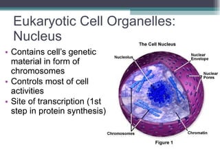 Eukaryotic Cell Organelles:  Nucleus Contains cell’s genetic material in form of chromosomes Controls most of cell activities Site of transcription (1st step in protein synthesis)  