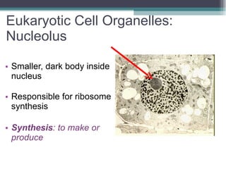 Eukaryotic Cell Organelles:  Nucleolus Smaller, dark body inside nucleus Responsible for ribosome synthesis Synthesis : to make or produce  