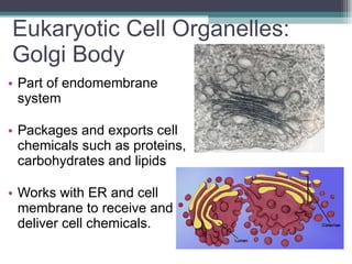 Eukaryotic Cell Organelles:  Golgi Body Part of endomembrane system Packages and exports cell chemicals such as proteins, carbohydrates and lipids  Works with ER and cell membrane to receive and deliver cell chemicals.  