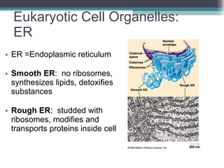 Eukaryotic Cell Organelles: ER ER =Endoplasmic reticulum   Smooth ER :  no ribosomes, synthesizes lipids, detoxifies substances Rough ER :  studded with ribosomes, modifies and transports proteins inside cell 
