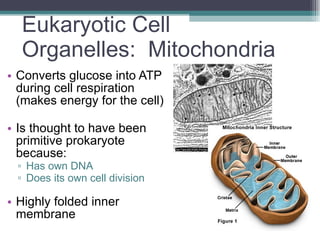 Eukaryotic Cell Organelles:  Mitochondria Converts glucose into ATP during cell respiration (makes energy for the cell) Is thought to have been primitive prokaryote because:  Has own DNA Does its own cell division Highly folded inner membrane  