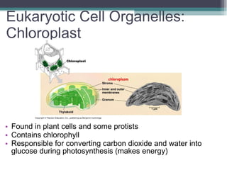 Eukaryotic Cell Organelles:  Chloroplast Found in plant cells and some protists Contains chlorophyll Responsible for converting carbon dioxide and water into glucose during photosynthesis (makes energy) 