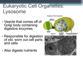 Eukaryotic Cell Organelles:  Lysosome Vesicle that comes off of Golgi body containing digestive enzymes Responsible for digestion of old, worn out cell parts and cells   Also digests nutrients 