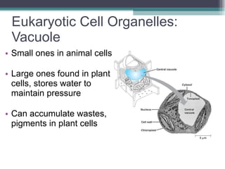 Eukaryotic Cell Organelles:  Vacuole Small ones in animal cells Large ones found in plant cells, stores water to maintain pressure Can accumulate wastes, pigments in plant cells  
