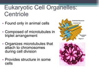 Eukaryotic Cell Organelles:  Centriole Found only in animal cells Composed of microtubules in triplet arrangement Organizes microtubules that attach to chromosomes during cell division  Provides structure in some cells 