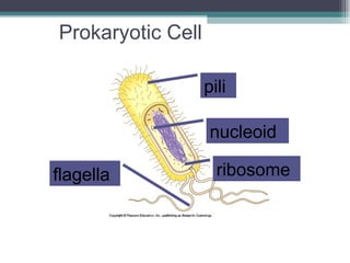 Prokaryotic Cell pili nucleoid ribosome flagella 