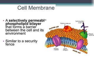Cell Membrane   A  selectively permeable phospholipid bilayer  that forms a barrier between the cell and its environment Similar to a security fence 