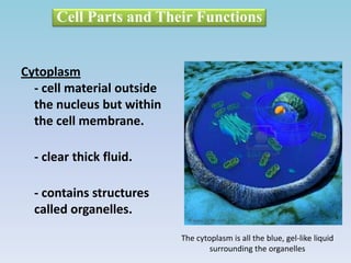 Cytoplasm
- cell material outside
the nucleus but within
the cell membrane.
- clear thick fluid.
- contains structures
called organelles.
Cell Parts and Their Functions
The cytoplasm is all the blue, gel-like liquid
surrounding the organelles
 