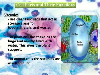Vacuoles
- are clear fluid sacs that act as
storage areas for
food, minerals, and waste.
- in plant cell the vacuoles are
large and mostly filled with
water. This gives the plant
support.
- in animal cells the vacuoles are
much smaller.
Cell Parts and Their Functions
 