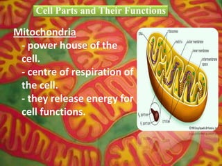 Mitochondria
- power house of the
cell.
- centre of respiration of
the cell.
- they release energy for
cell functions.
Cell Parts and Their Functions
 