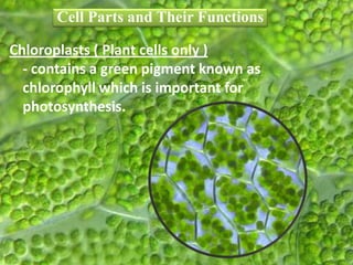 Chloroplasts ( Plant cells only )
- contains a green pigment known as
chlorophyll which is important for
photosynthesis.
Cell Parts and Their Functions
 