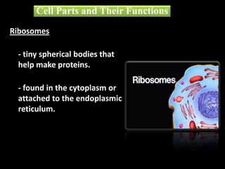 Ribosomes
- tiny spherical bodies that
help make proteins.
- found in the cytoplasm or
attached to the endoplasmic
reticulum.
Cell Parts and Their Functions
 