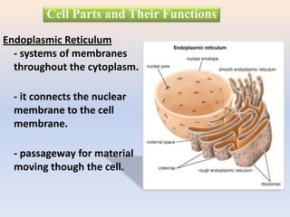 Endoplasmic Reticulum
- systems of membranes
throughout the cytoplasm.
- it connects the nuclear
membrane to the cell
membrane.
- passageway for material
moving though the cell.
Cell Parts and Their Functions
 