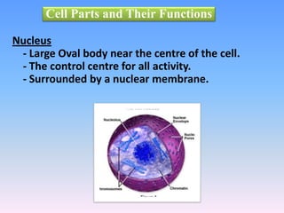 Cell Parts and Their Functions
Nucleus
- Large Oval body near the centre of the cell.
- The control centre for all activity.
- Surrounded by a nuclear membrane.
 