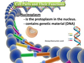 Nucleoplasm
- is the protoplasm in the nucleus.
- contains genetic material (DNA)
Cell Parts and Their Functions
Deoxyribonucleic acid
 