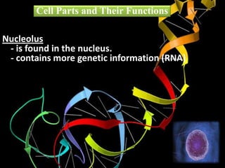 Nucleolus
- is found in the nucleus.
- contains more genetic information (RNA)
Cell Parts and Their Functions
 