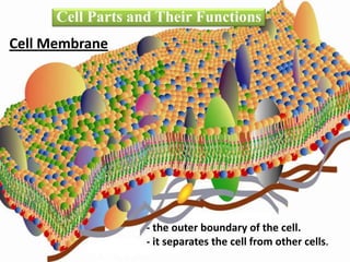 Cell Membrane
Cell Parts and Their Functions
- the outer boundary of the cell.
- it separates the cell from other cells.
 