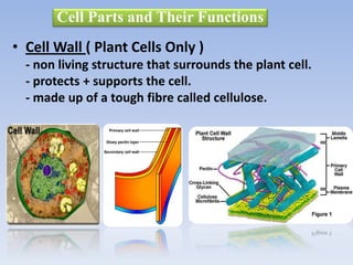 • Cell Wall ( Plant Cells Only )
- non living structure that surrounds the plant cell.
- protects + supports the cell.
- made up of a tough fibre called cellulose.
Cell Parts and Their Functions
 