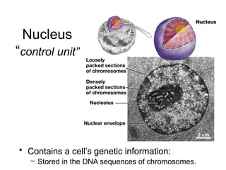 Nucleus
“control unit”
• Contains a cell’s genetic information:
– Stored in the DNA sequences of chromosomes.
 