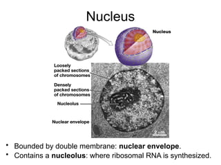 Nucleus
• Bounded by double membrane: nuclear envelope.
• Contains a nucleolus: where ribosomal RNA is synthesized.
 