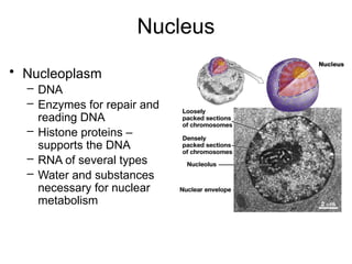 Nucleus
• Nucleoplasm
– DNA
– Enzymes for repair and
reading DNA
– Histone proteins –
supports the DNA
– RNA of several types
– Water and substances
necessary for nuclear
metabolism
 