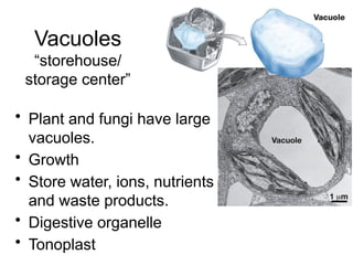 Vacuoles
“storehouse/
storage center”
• Plant and fungi have large
vacuoles.
• Growth
• Store water, ions, nutrients
and waste products.
• Digestive organelle
• Tonoplast
 