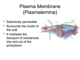 Plasma Membrane
(Plasmalemma)
• Selectively permeable
• Surrounds the inside of
the wall
• It mediates the
transport of substances
into and out of the
protoplasm
 