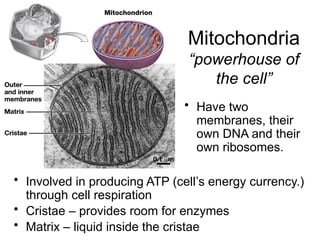 Mitochondria
“powerhouse of
the cell”
• Involved in producing ATP (cell’s energy currency.)
through cell respiration
• Cristae – provides room for enzymes
• Matrix – liquid inside the cristae
• Have two
membranes, their
own DNA and their
own ribosomes.
 