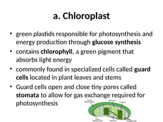 a. Chloroplast
• green plastids responsible for photosynthesis and
energy production through glucose synthesis
• contains chlorophyll, a green pigment that
absorbs light energy
• commonly found in specialized cells called guard
cells located in plant leaves and stems
• Guard cells open and close tiny pores called
stomata to allow for gas exchange required for
photosynthesis
 