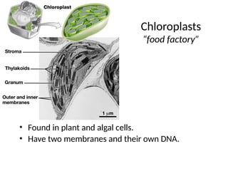 Chloroplasts
“food factory”
• Found in plant and algal cells.
• Have two membranes and their own DNA.
 