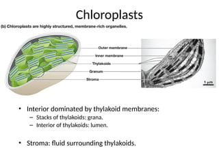 Chloroplasts
• Interior dominated by thylakoid membranes:
– Stacks of thylakoids: grana.
– Interior of thylakoids: lumen.
• Stroma: fluid surrounding thylakoids.
 