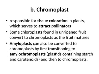 b. Chromoplast
• responsible for tissue coloration in plants,
which serves to attract pollinators
• Some chloroplasts found in unripened fruit
convert to chromoplasts as the fruit matures
• Amyloplasts can also be converted to
chromoplasts by first transitioning to
amylochromoplasts (plastids containing starch
and carotenoids) and then to chromoplasts.
 
