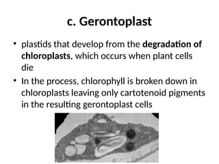 c. Gerontoplast
• plastids that develop from the degradation of
chloroplasts, which occurs when plant cells
die
• In the process, chlorophyll is broken down in
chloroplasts leaving only cartotenoid pigments
in the resulting gerontoplast cells
 