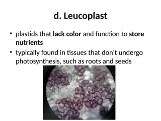 d. Leucoplast
• plastids that lack color and function to store
nutrients
• typically found in tissues that don't undergo
photosynthesis, such as roots and seeds
 