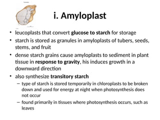 i. Amyloplast
• leucoplasts that convert glucose to starch for storage
• starch is stored as granules in amyloplasts of tubers, seeds,
stems, and fruit
• dense starch grains cause amyloplasts to sediment in plant
tissue in response to gravity, his induces growth in a
downward direction
• also synthesize transitory starch
– type of starch is stored temporarily in chloroplasts to be broken
down and used for energy at night when photosynthesis does
not occur
– found primarily in tissues where photosynthesis occurs, such as
leaves
 