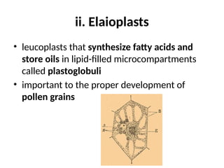ii. Elaioplasts
• leucoplasts that synthesize fatty acids and
store oils in lipid-filled microcompartments
called plastoglobuli
• important to the proper development of
pollen grains
 