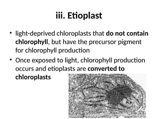 iii. Etioplast
• light-deprived chloroplasts that do not contain
chlorophyll, but have the precursor pigment
for chlorophyll production
• Once exposed to light, chlorophyll production
occurs and etioplasts are converted to
chloroplasts
 