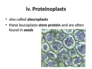 iv. Proteinoplasts
• also called aleuroplasts
• these leucoplasts store protein and are often
found in seeds
 