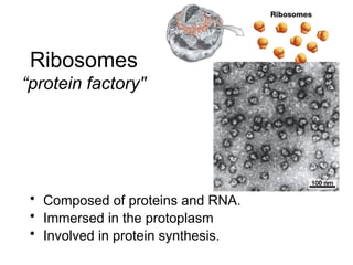 • Composed of proteins and RNA.
• Immersed in the protoplasm
• Involved in protein synthesis.
Ribosomes
“protein factory"
 