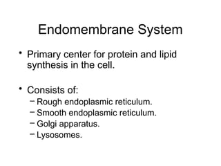Endomembrane System
• Primary center for protein and lipid
synthesis in the cell.
• Consists of:
– Rough endoplasmic reticulum.
– Smooth endoplasmic reticulum.
– Golgi apparatus.
– Lysosomes.
 