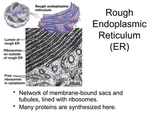 Rough
Endoplasmic
Reticulum
(ER)
• Network of membrane-bound sacs and
tubules, lined with ribosomes.
• Many proteins are synthesized here.
 