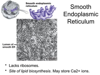 Smooth
Endoplasmic
Reticulum
• Lacks ribosomes.
• Site of lipid biosynthesis. May store Ca2+ ions.
 