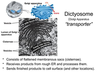 Dictyosome
(Golgi Apparatus
“transporter”
• Consists of flattened membranous sacs (cisternae).
• Receives products from rough ER and processes them.
• Sends finished products to cell surface (and other locations).
 