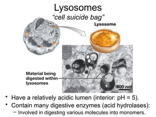 • Have a relatively acidic lumen (interior: pH = 5).
• Contain many digestive enzymes (acid hydrolases):
– Involved in digesting various molecules into monomers.
Lysosomes
“cell suicide bag”
 