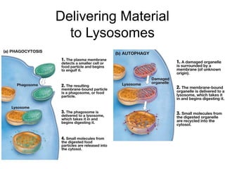 Delivering Material
to Lysosomes
 