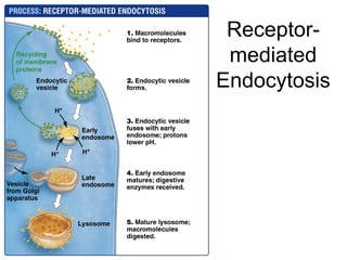 Receptor-
mediated
Endocytosis
 